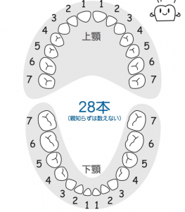 歯の種類 数について くすのき歯科医院