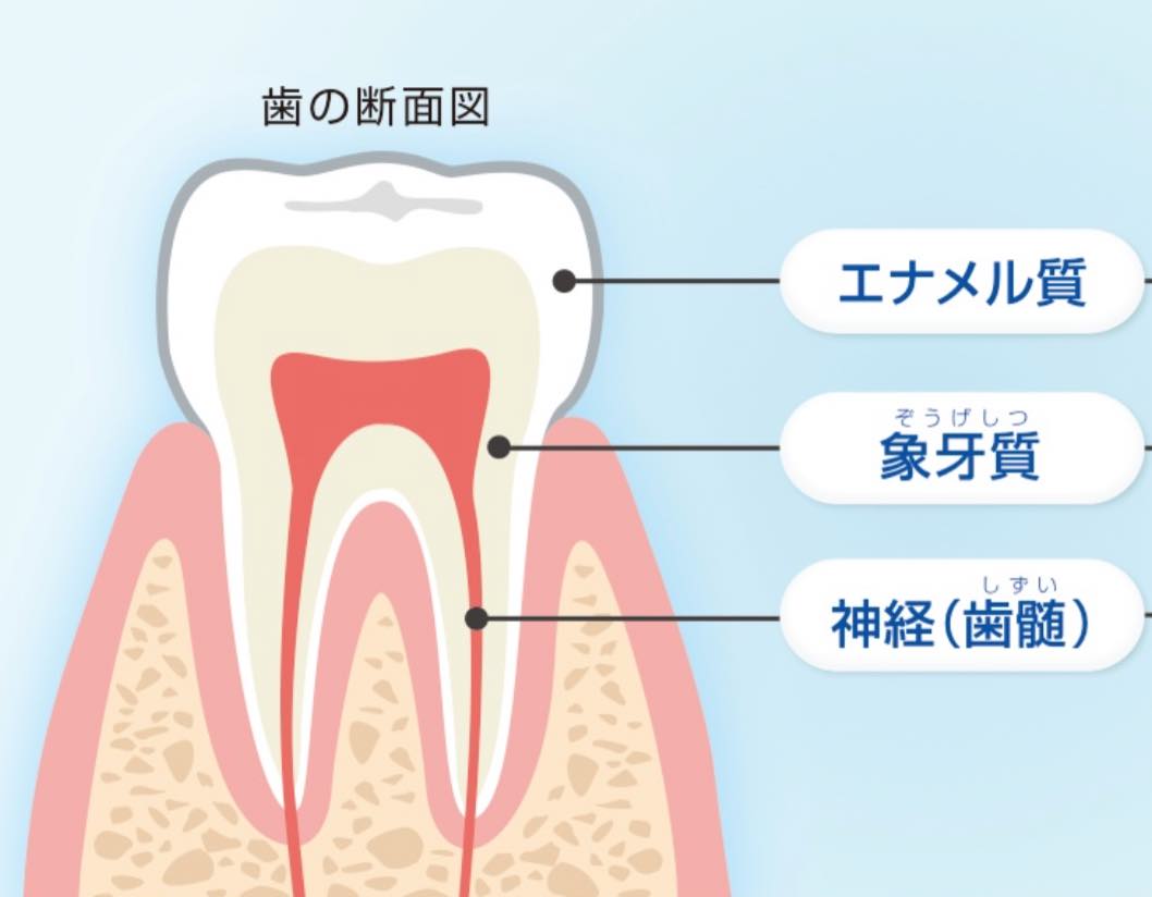 歯の構造について | くすのき歯科医院